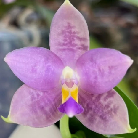 Close-up of Phal. Lucien Samera x Phal. Vinh Long Red Sun orchid with intricate pink and yellow details. Rare Phalaenopsis with sequential blooming.