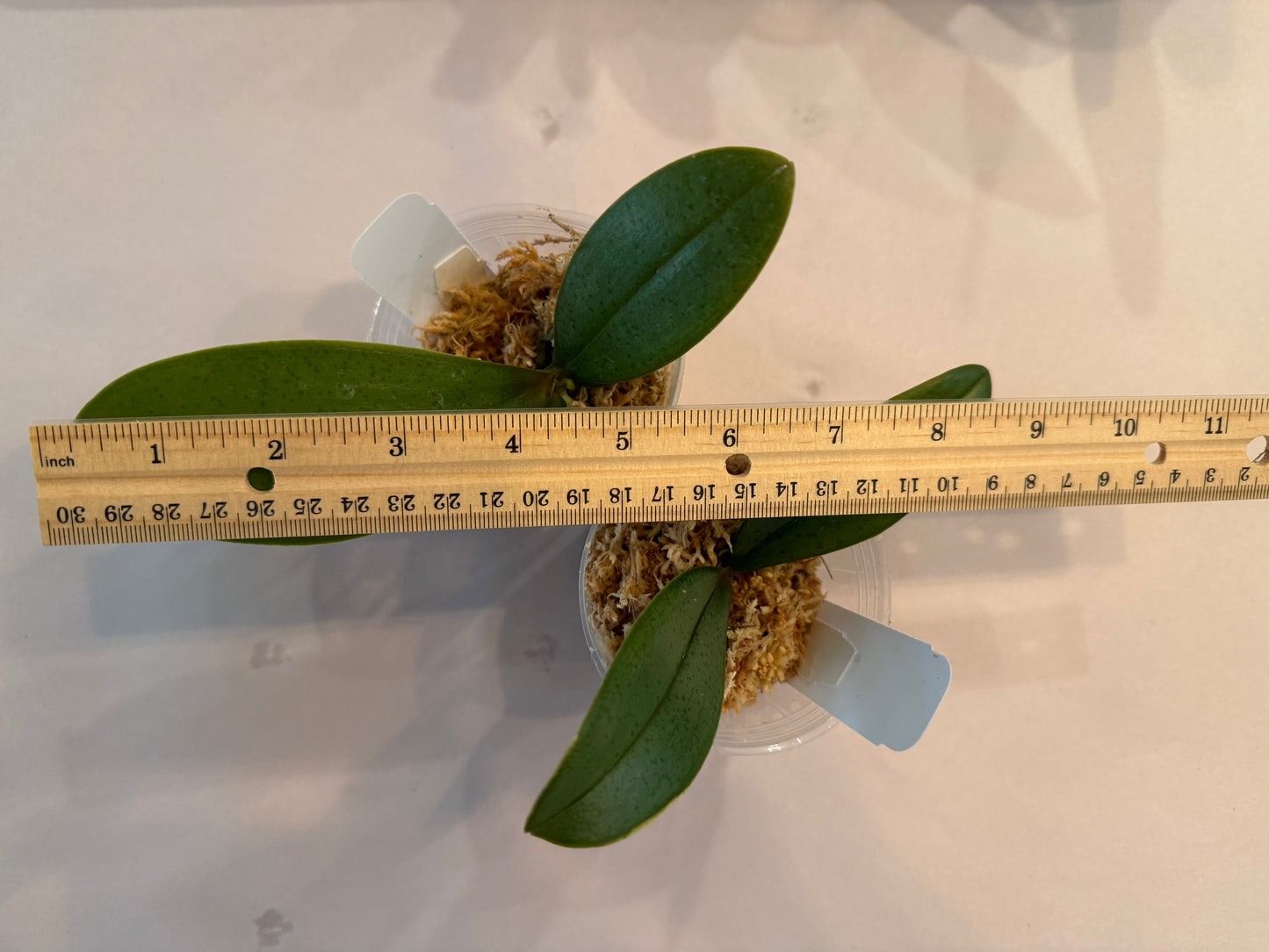 Phalaenopsis I-Hsin Maple Valley