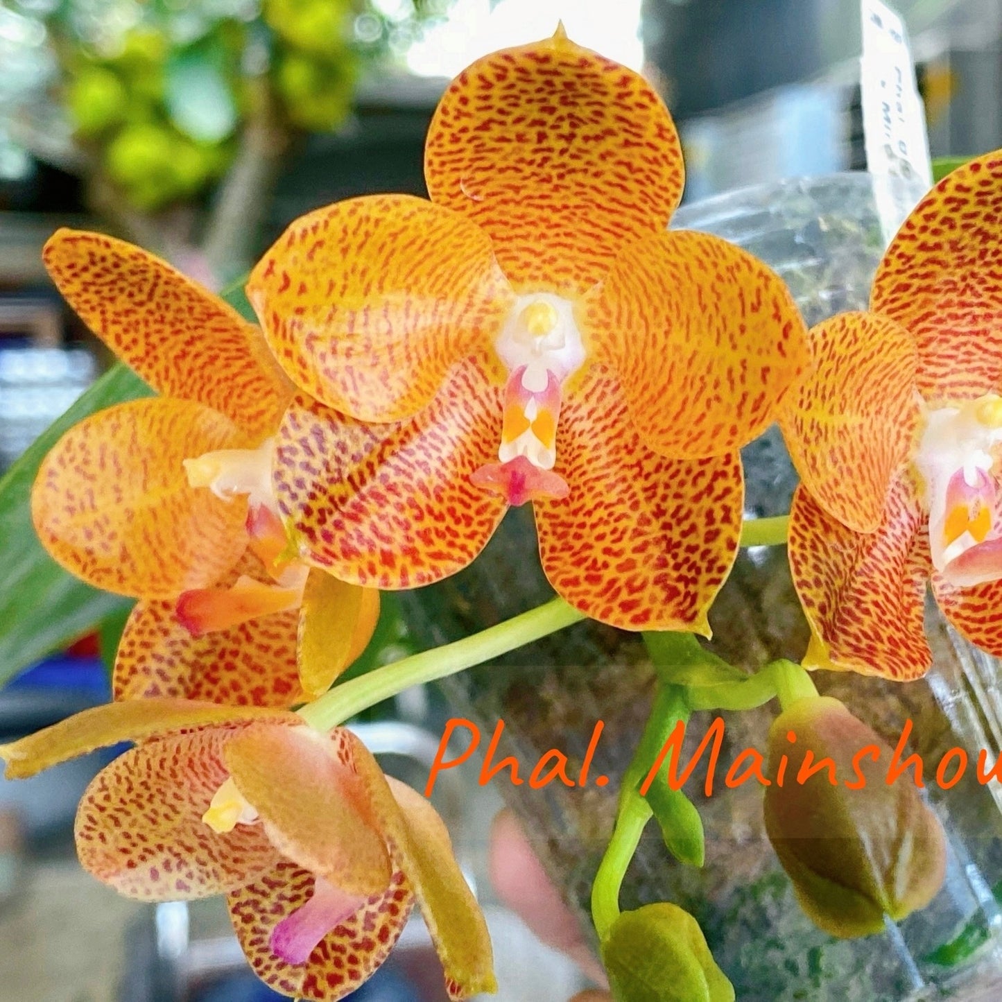 Phal. Mainshow Tiger ‘Mainshow’
