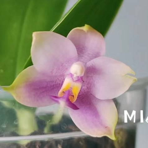 Phal. Yang Yang Blue Bellina x Lee Wai Queen orchid with soft pinkish-purple petals and a yellow lip, growing in a clear pot.