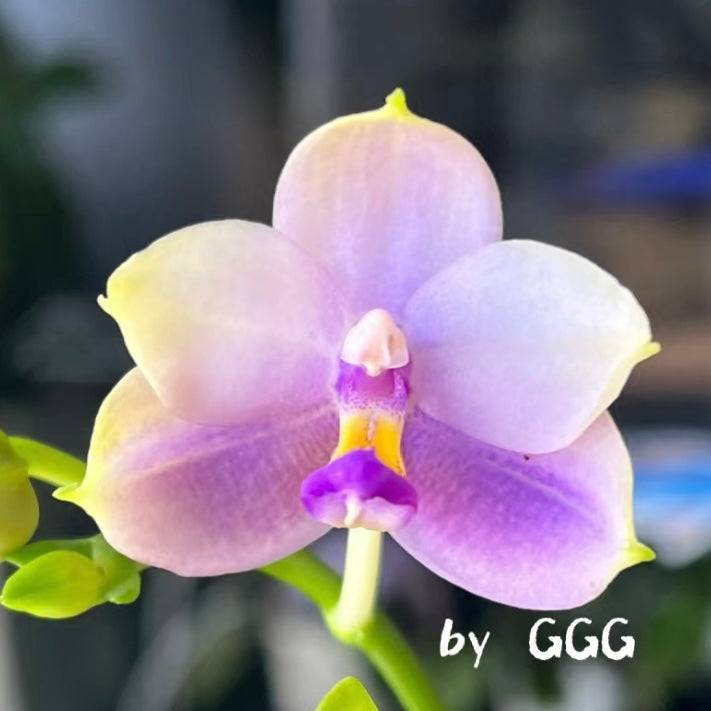 Phal. Yang Yang Blue Bellina x Lee Wai Queen orchid with a pastel purple gradient and a vibrant yellow and purple lip.