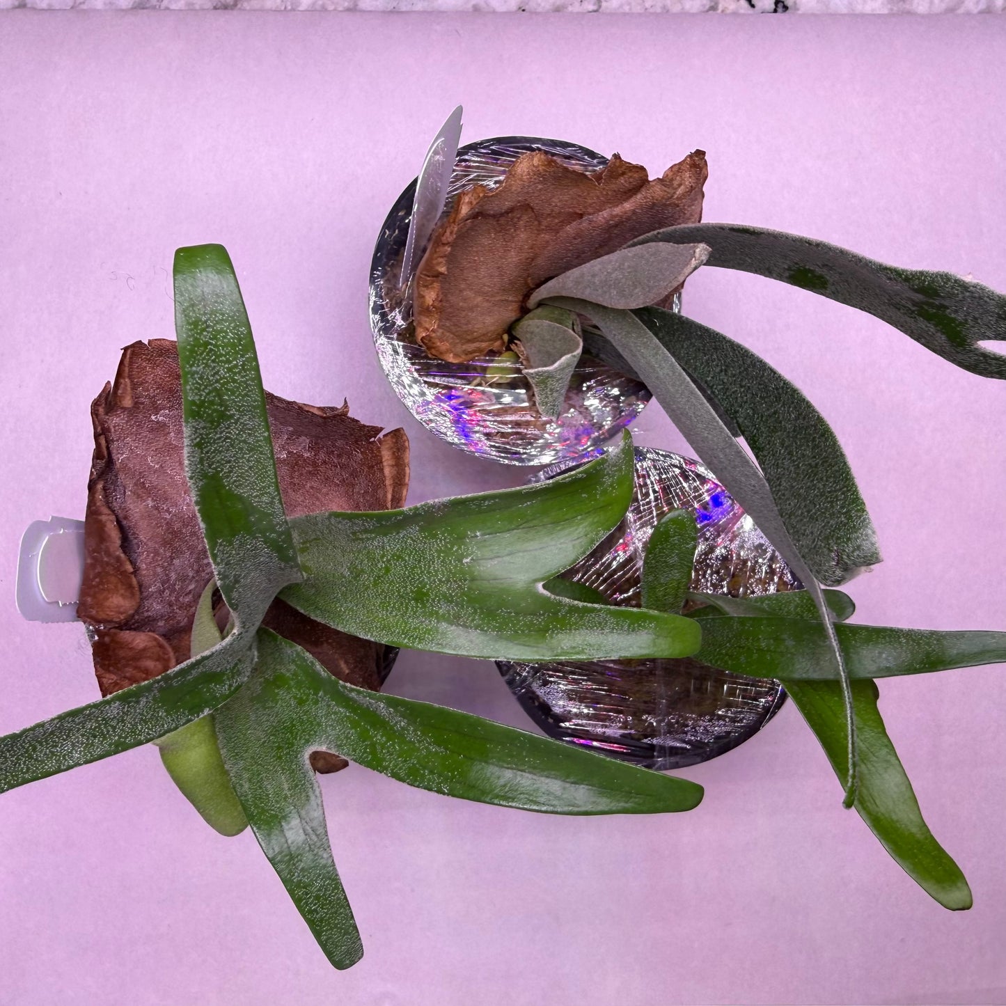 Top view of three P. Alcicorne spore mix plants with varying frond shapes and shield colors, highlighting genetic diversity in the hybrid mix.