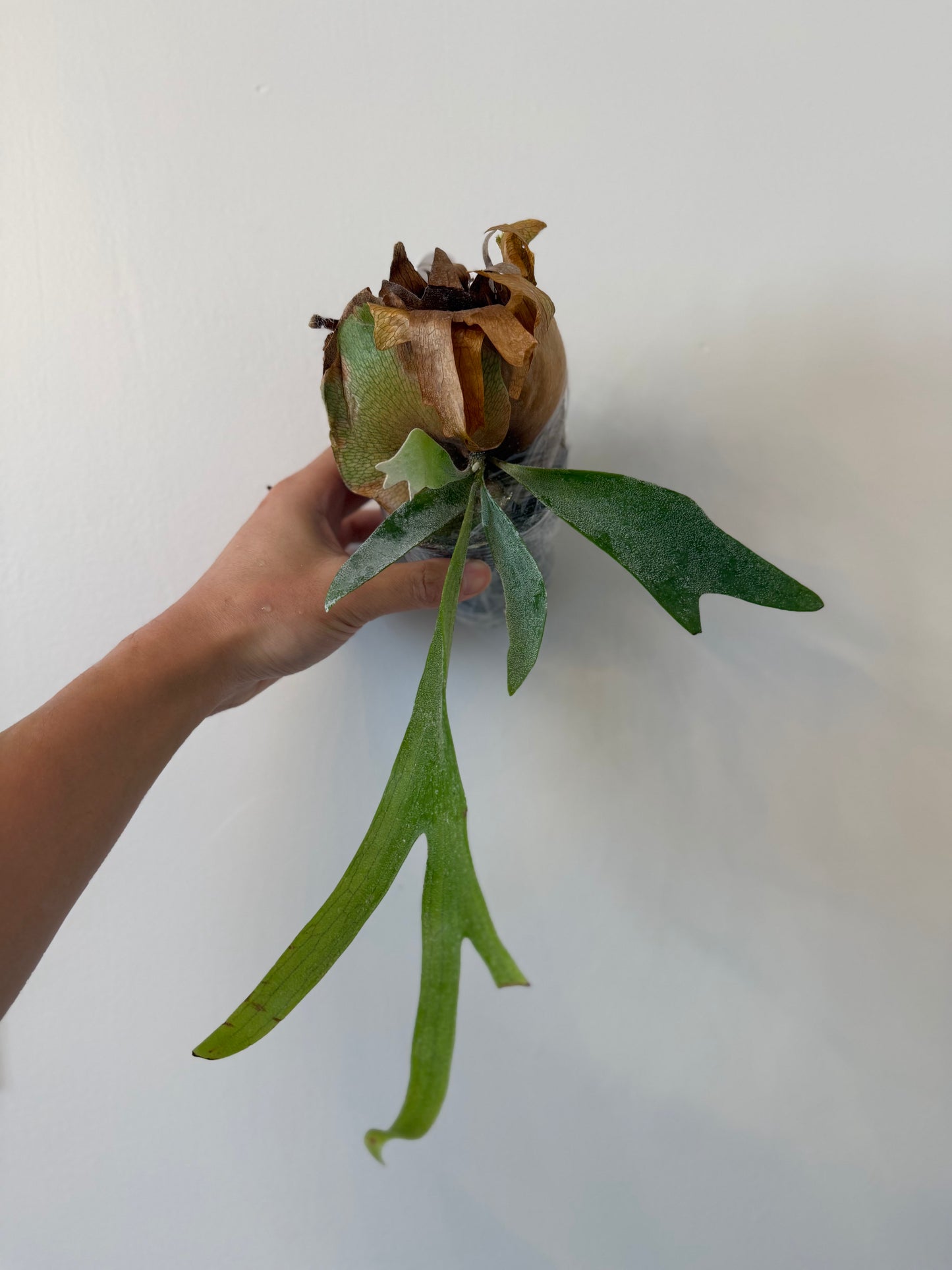 Platycerium spore plant with green fronds and dried brown leaves