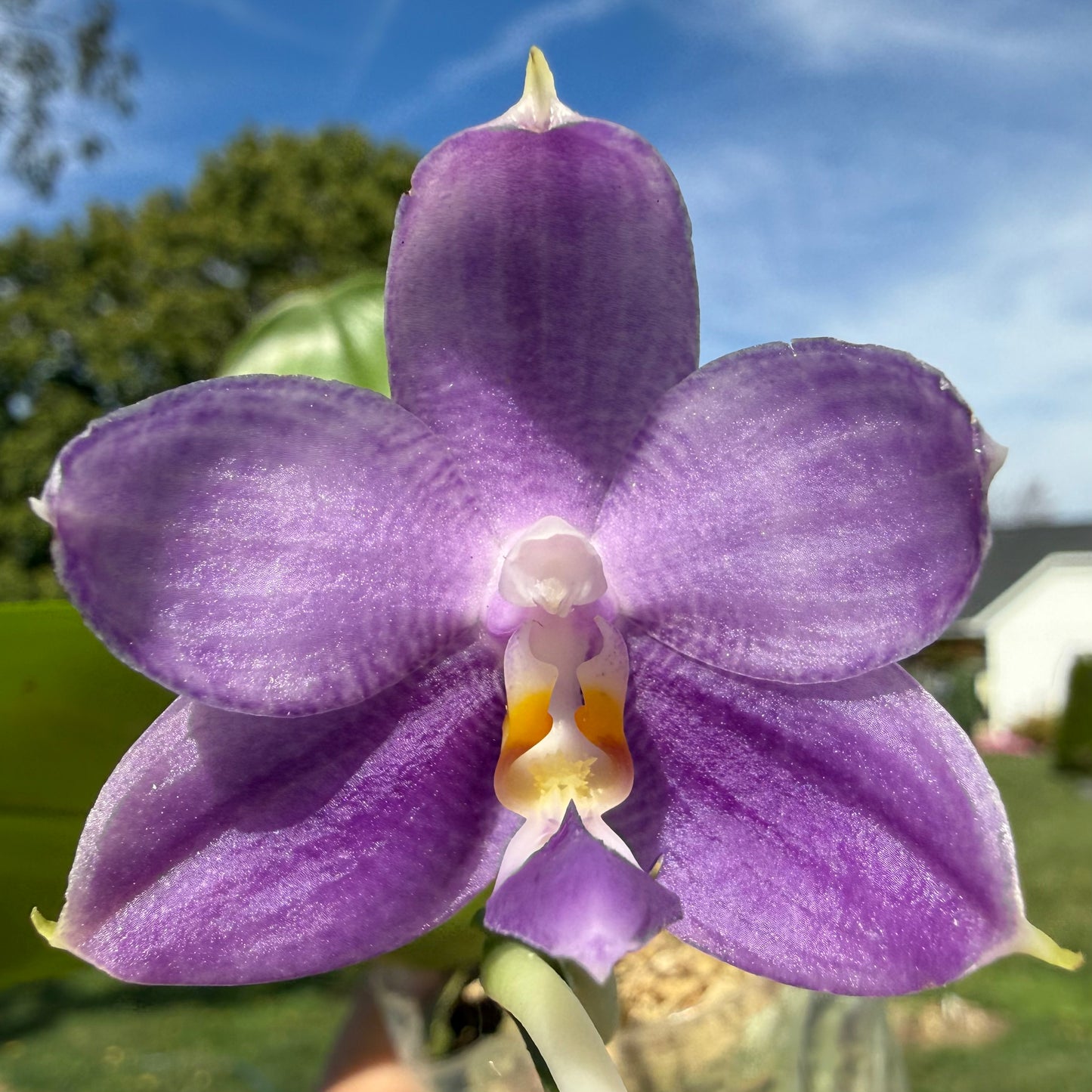 Phalaenopsis (Mainshow Blue Tint 321 x Mainshow Sapphire) QM437A