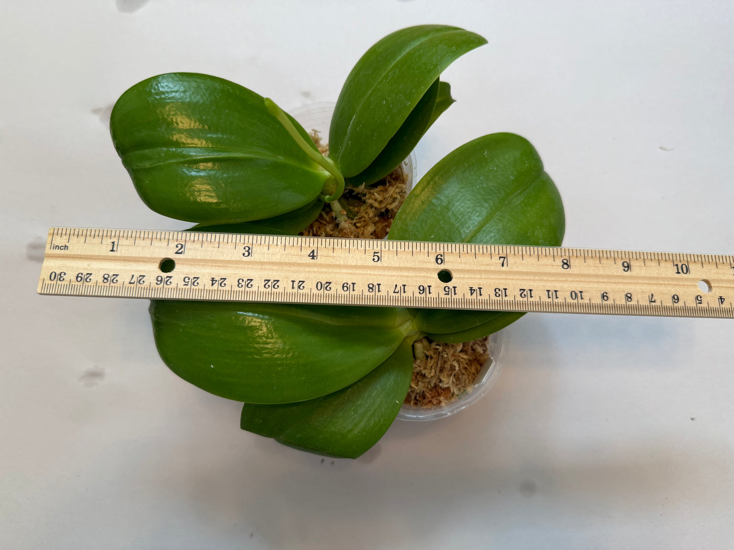 Phal. Younger Little Blue ‘910’ - in spike