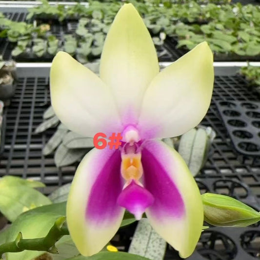 Phal. bellina Fire Type Select #6