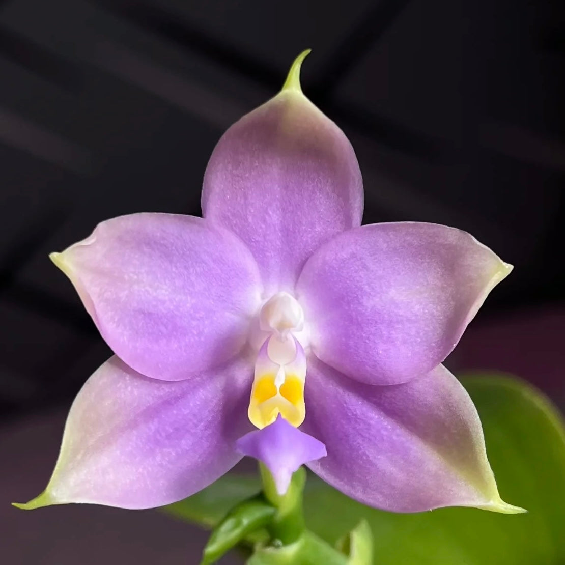 CA441 - Phal. Penang Violence "Blue" x Phal. Germaine Vincent