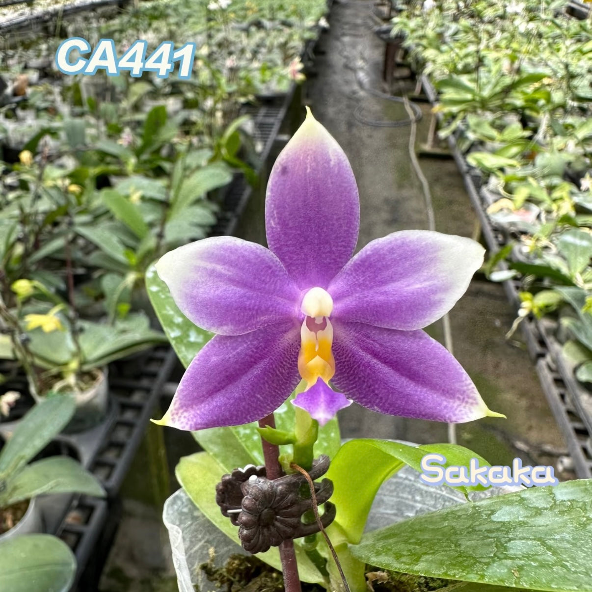 CA441 - Phal. Penang Violence "Blue" x Phal. Germaine Vincent