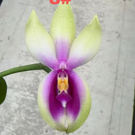 Phal. bellina Fire Type Select #8