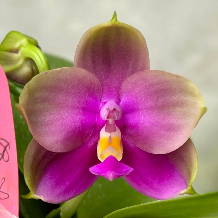 BKH2238 - Phal. (YangYang Pink Mary X Yaphon Batman) ‘BK#6’ x Phal. Yaphon Batman ‘BK's Best’