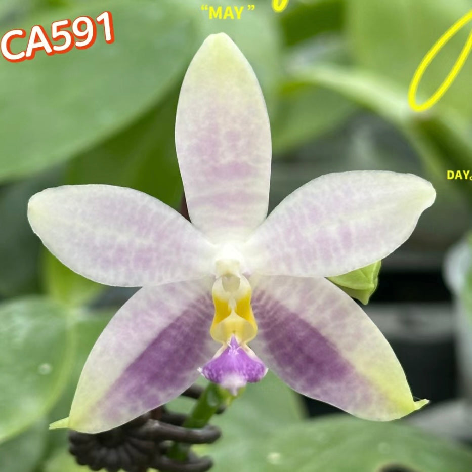 Phal. Lucien Samera x Phal. Vinh Long Red Sun orchid with soft pastel petals and a yellow lip. Unique hybrid with delicate coloration.
