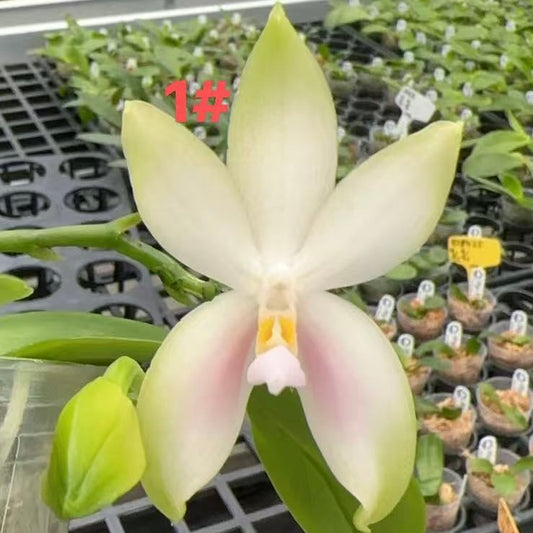 Phal. bellina Fire Type Select #1