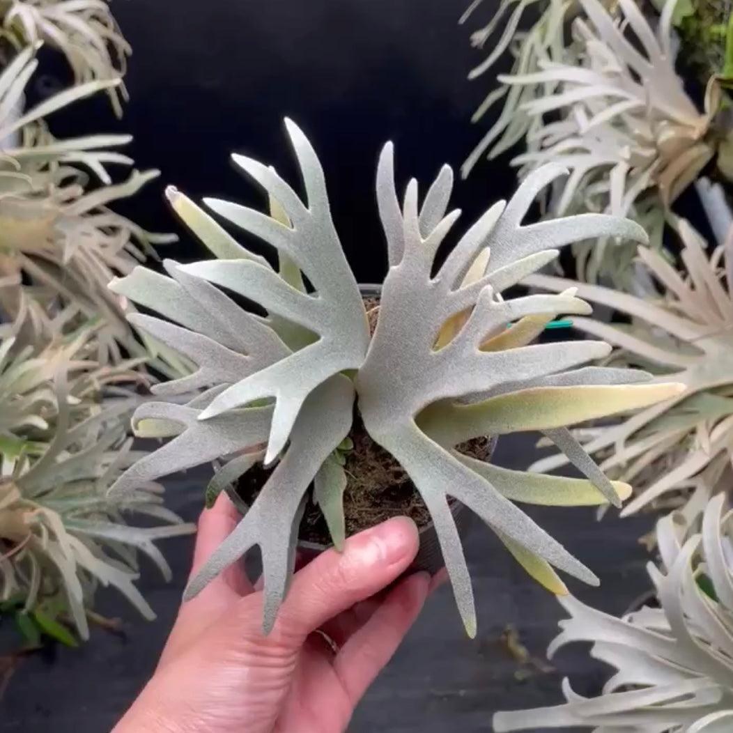 Platycerium Willinckii yellow moon spore “Dwarf select “#43