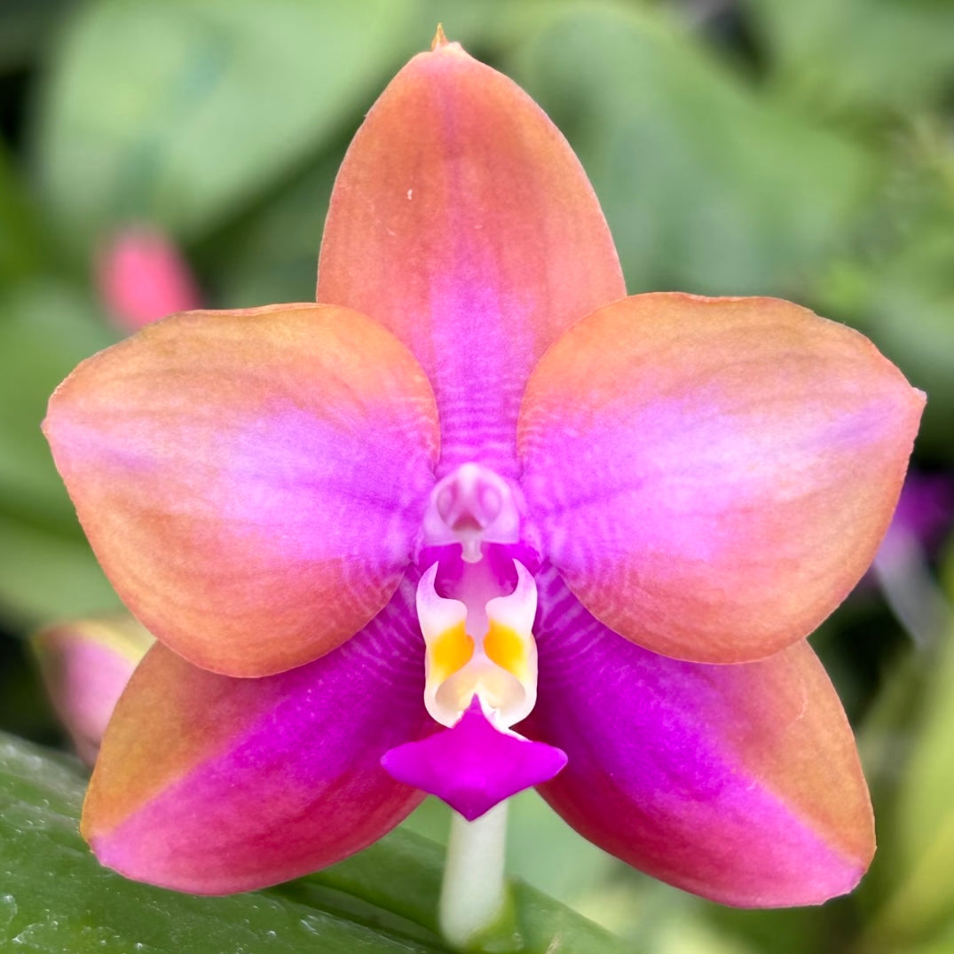 Orange-pink Phalaenopsis Orchid (Yaphon Batman x Dragon Tree Eagle) with magenta center and yellow highlights, unique bloom for plant collectors.