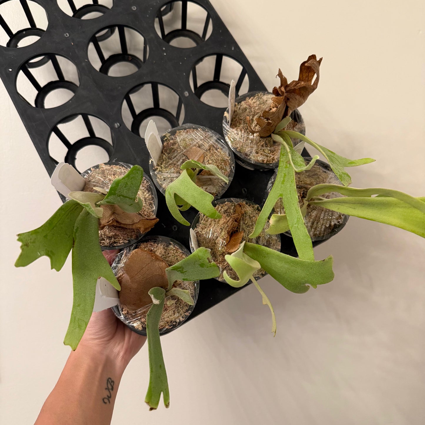 Platycerium Willinckii Moonlight spore