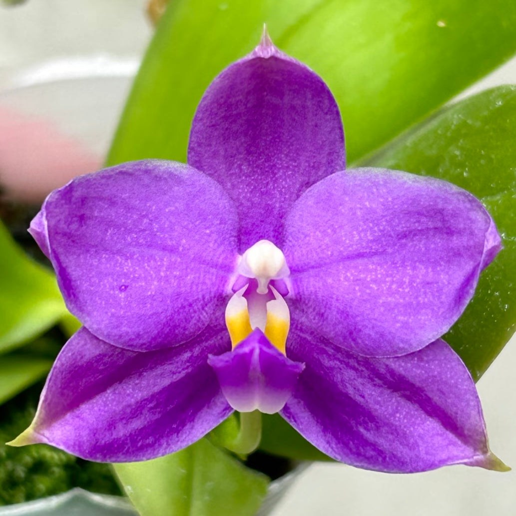 BKH2336 - Phal. (Penang Jewel X (Yaphon Super Jaguar x Samera)) ‘BK’ x Phal. (Yaphon Super Jaguar X (Yaphon Super Jaguar X Samera)) ‘5.8cm’