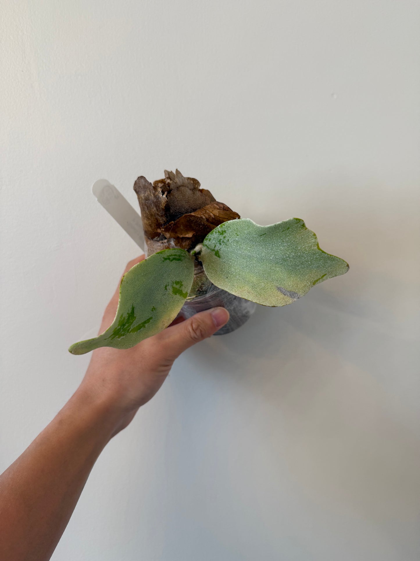 Platycerium Paul Vespa