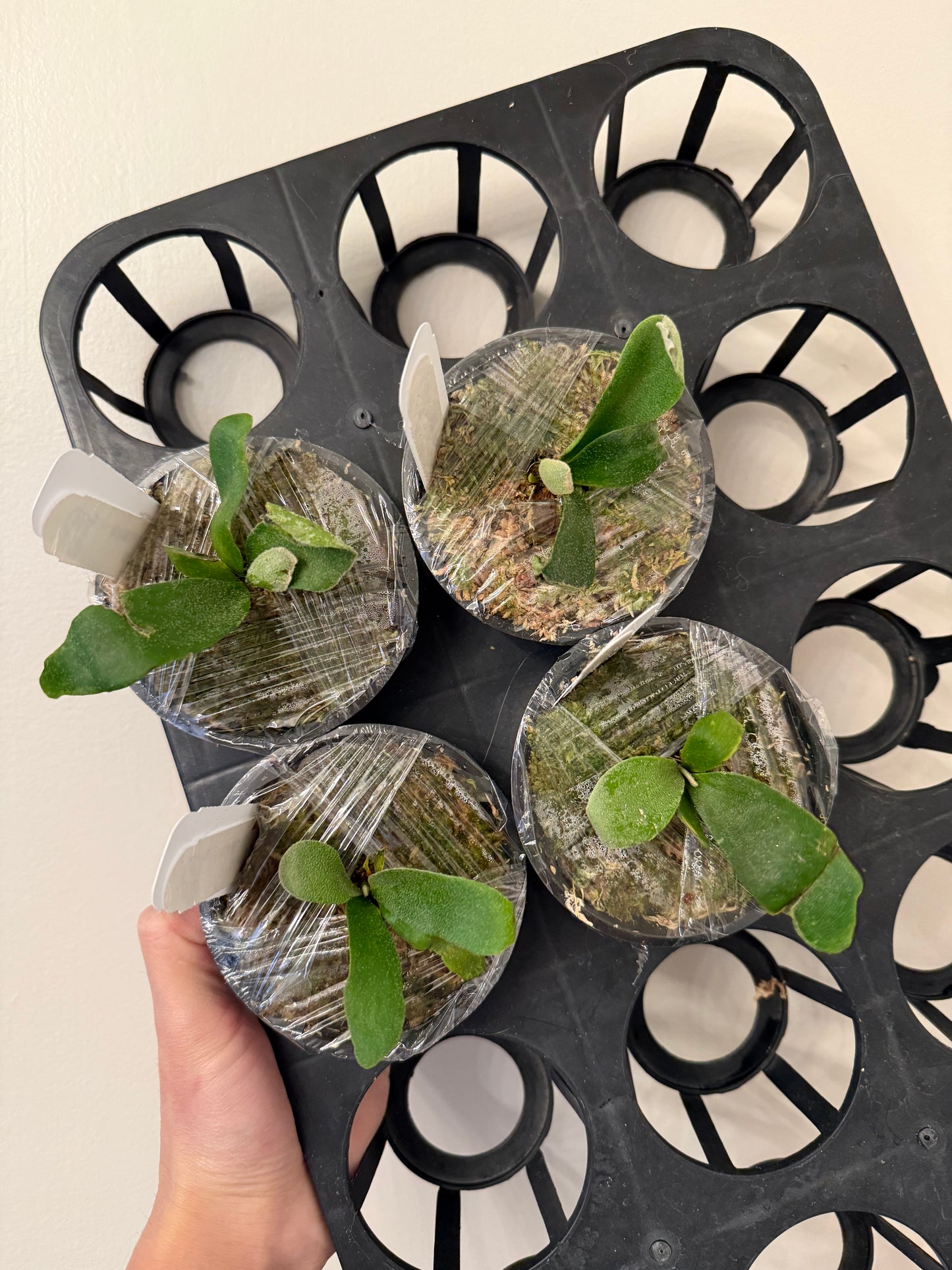 Young Platycerium Willinckii spore plants in plastic-wrapped pots, ready for planting; perfect for compact indoor growth with fine fronds.