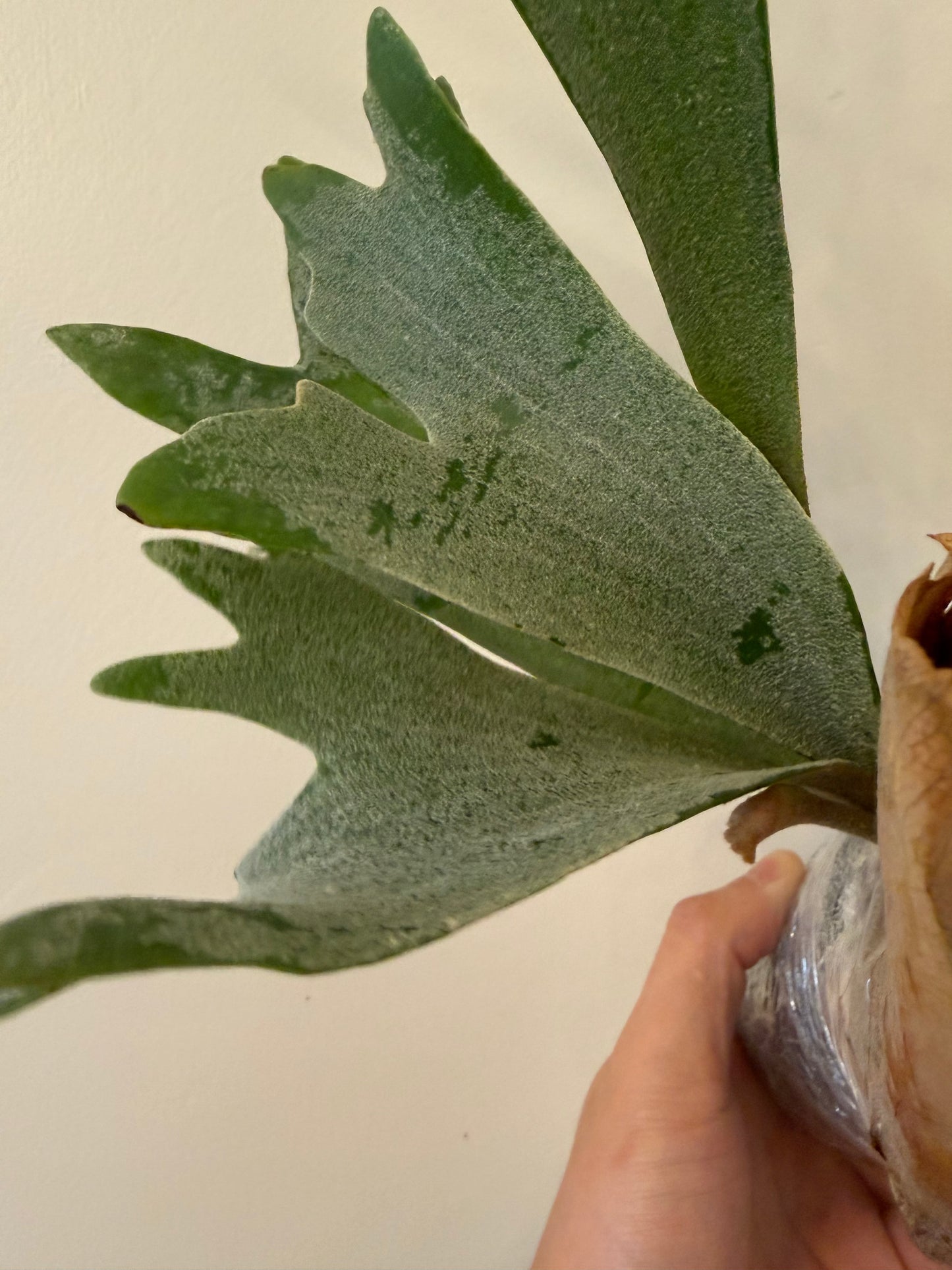 Green leaf with textured surface and hand holding it