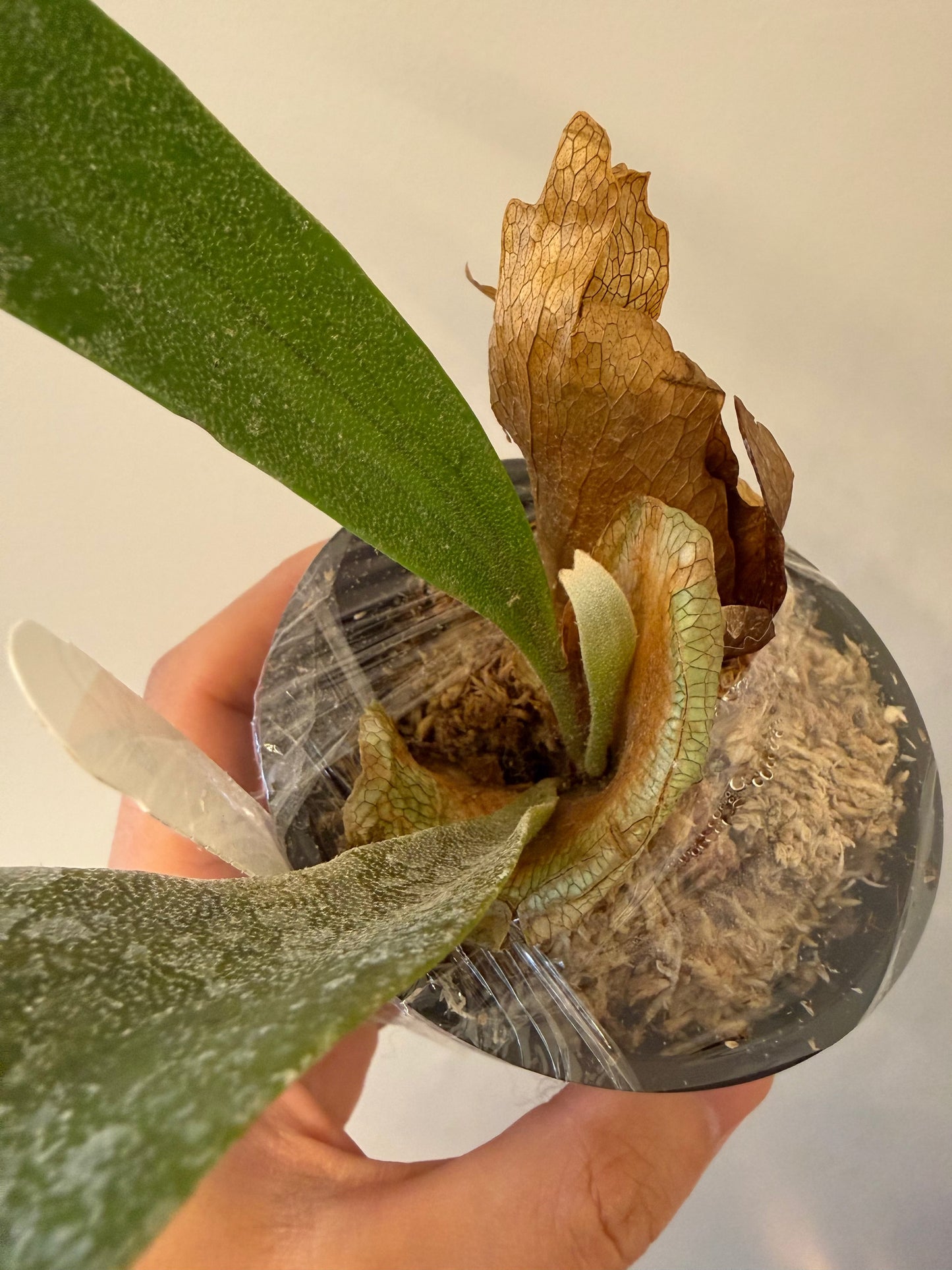 Close-up of dried and healthy fronds on Platycerium Wild Cat spore plant