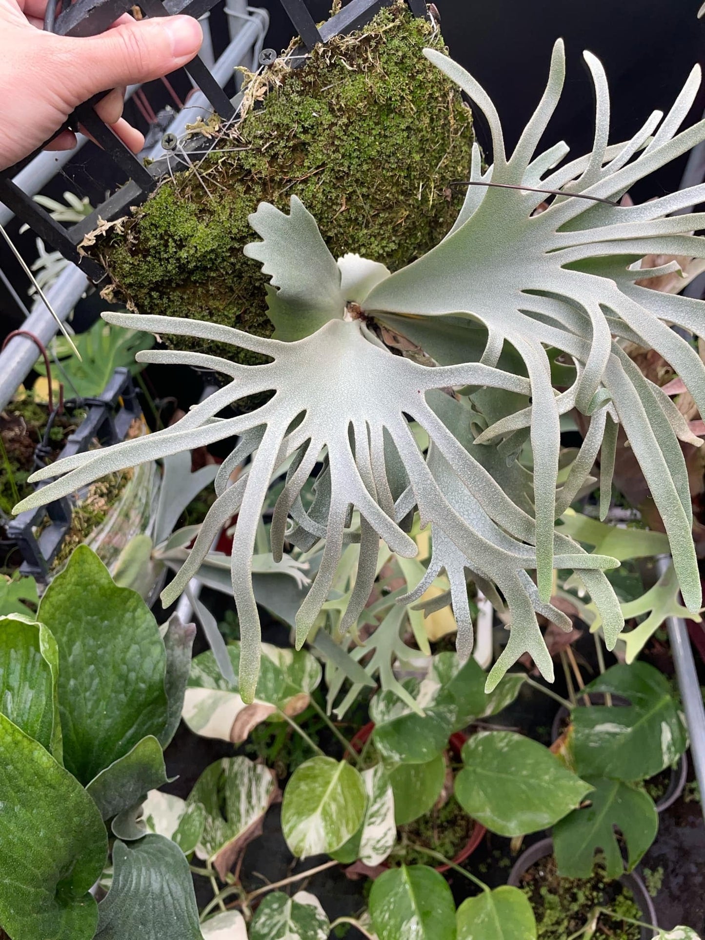 Platycerium Willinckii “Zubat”