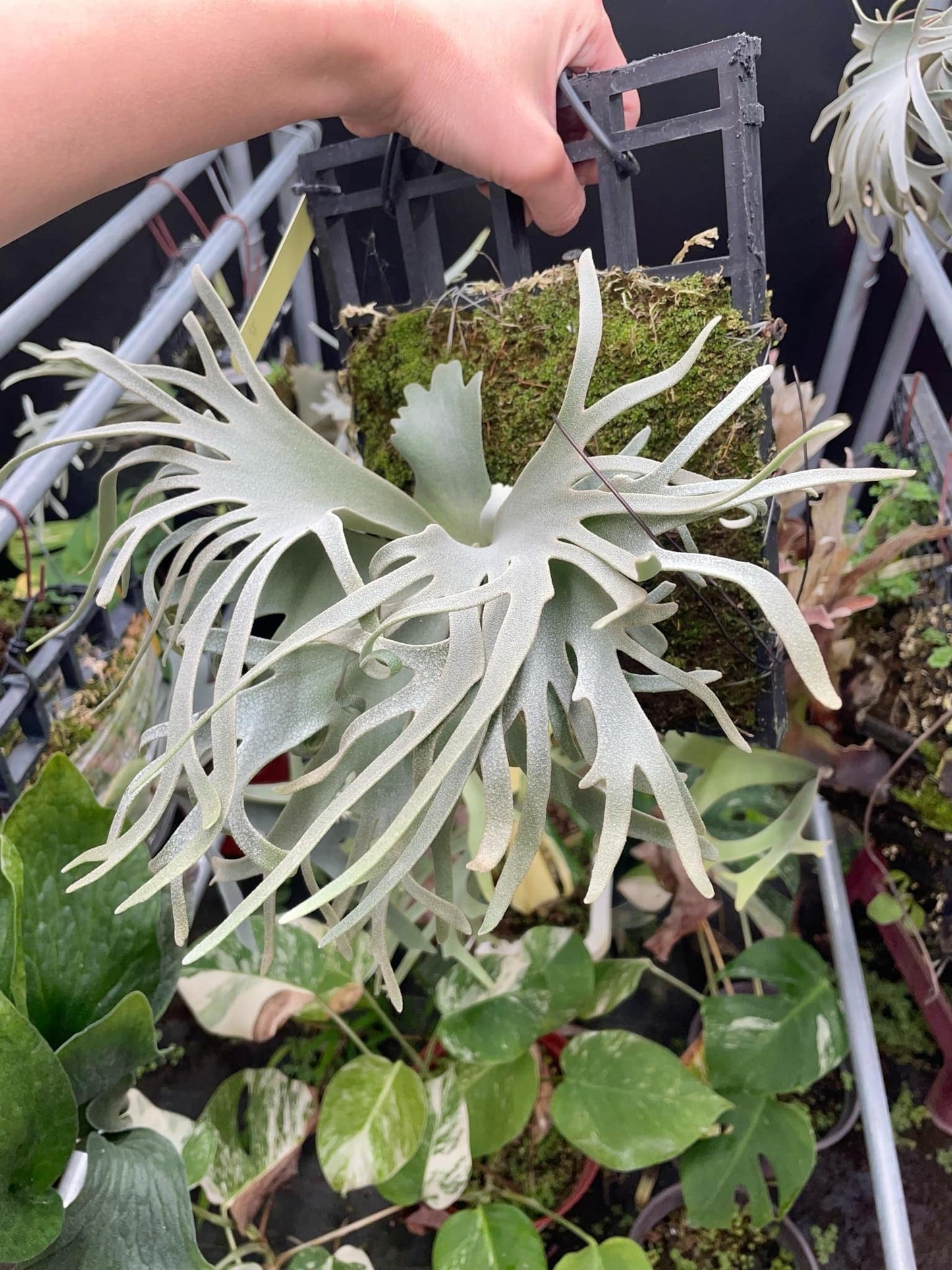 Platycerium Willinckii “Zubat”