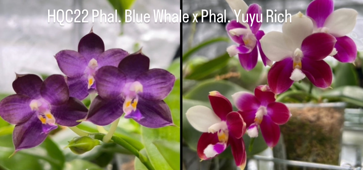 Fragrant Phalaenopsis seedling with purple blooms