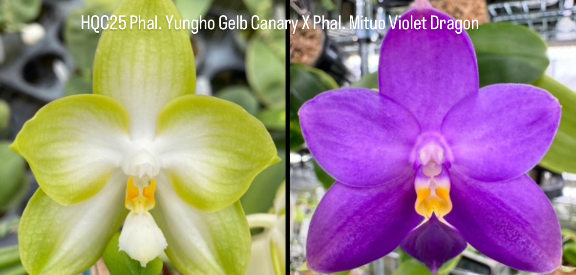 Yellow and white Phalaenopsis orchid seedling