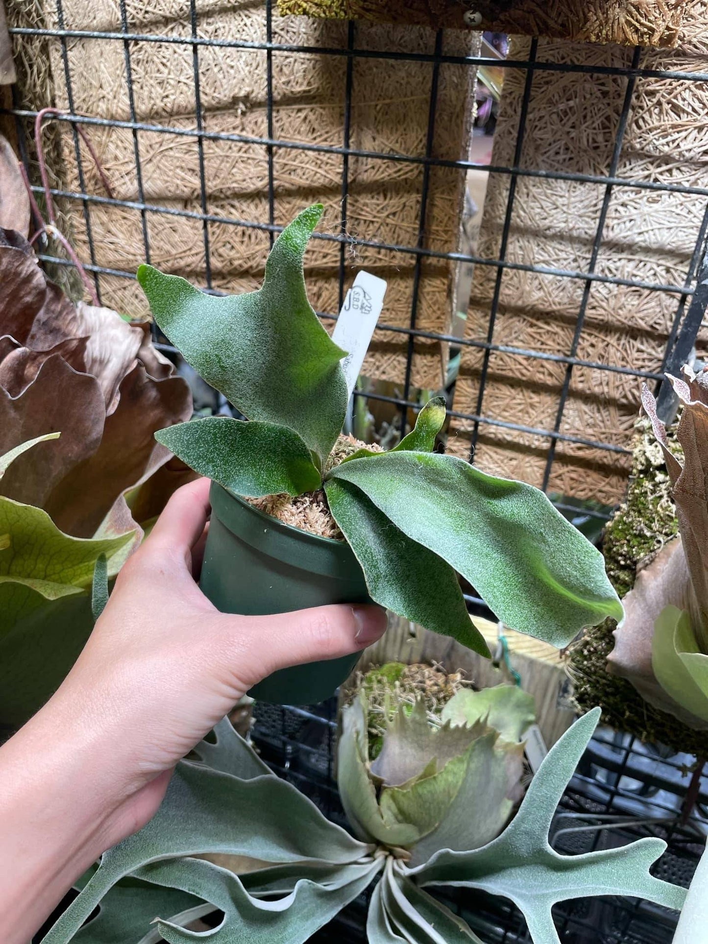 Platycerium Ginka pup