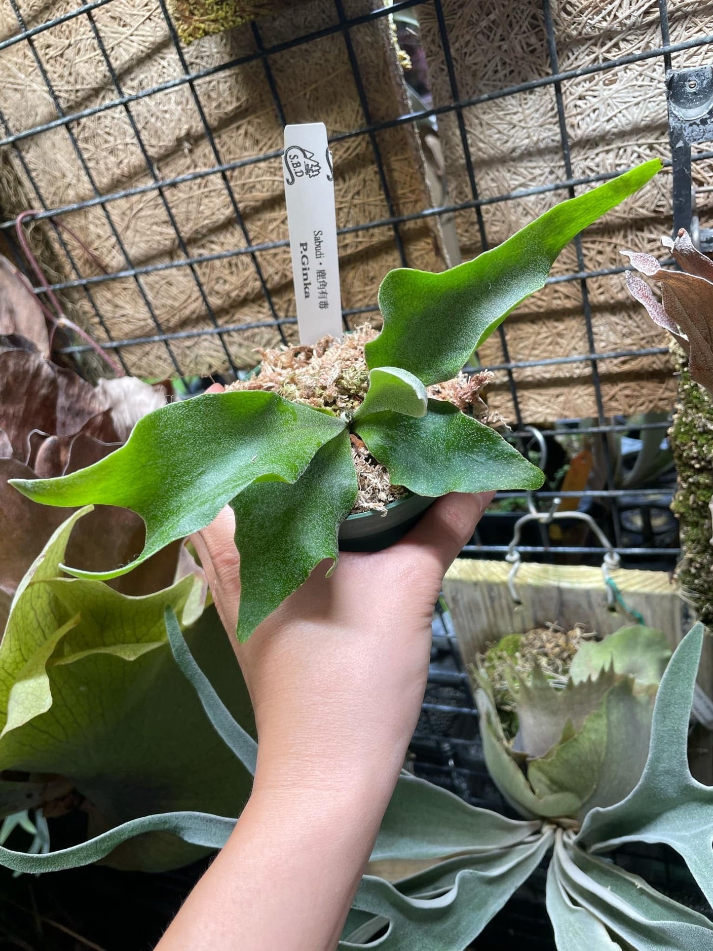 Platycerium Ginka pup