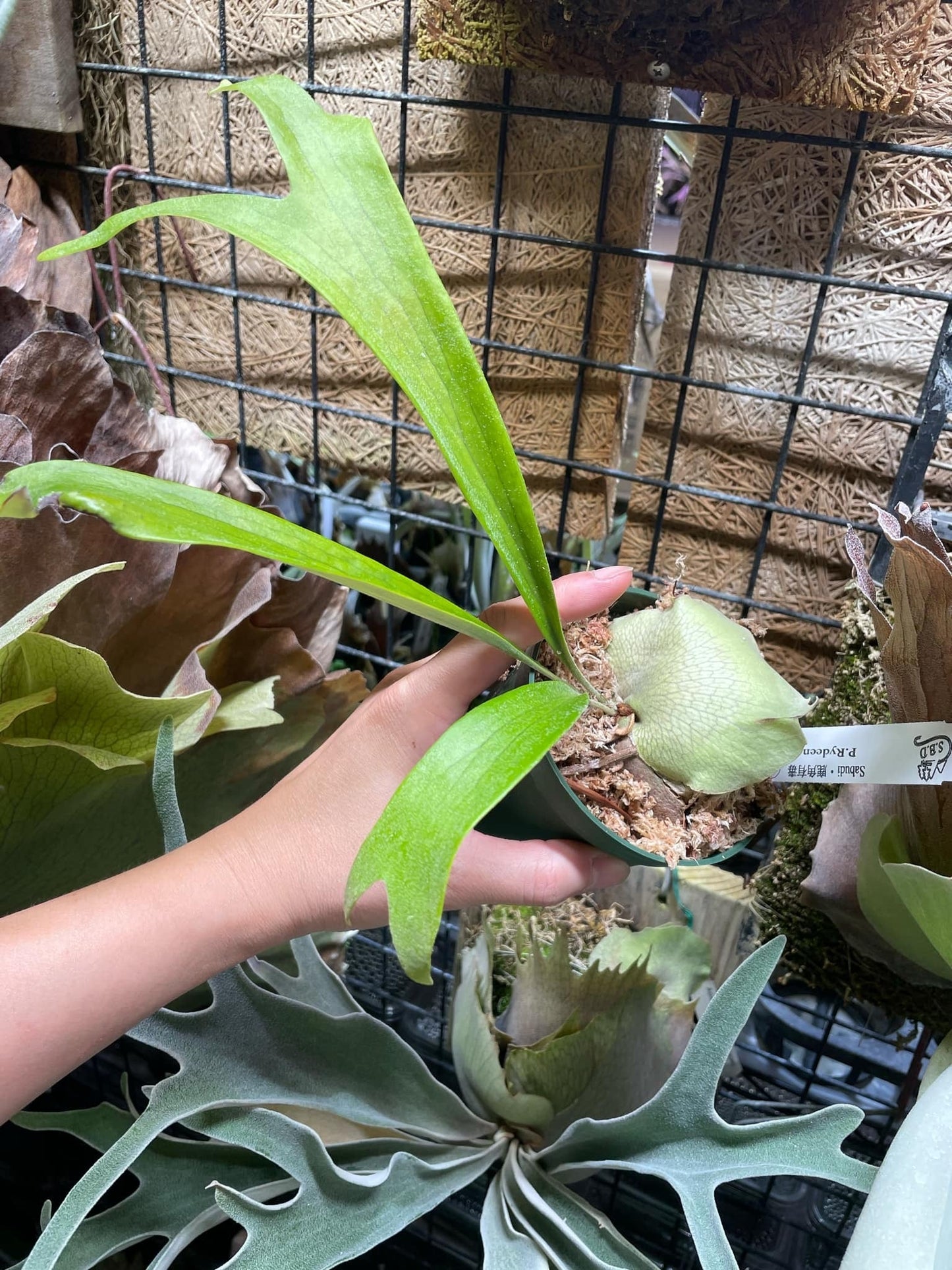 Platycerium Ryedeen pup