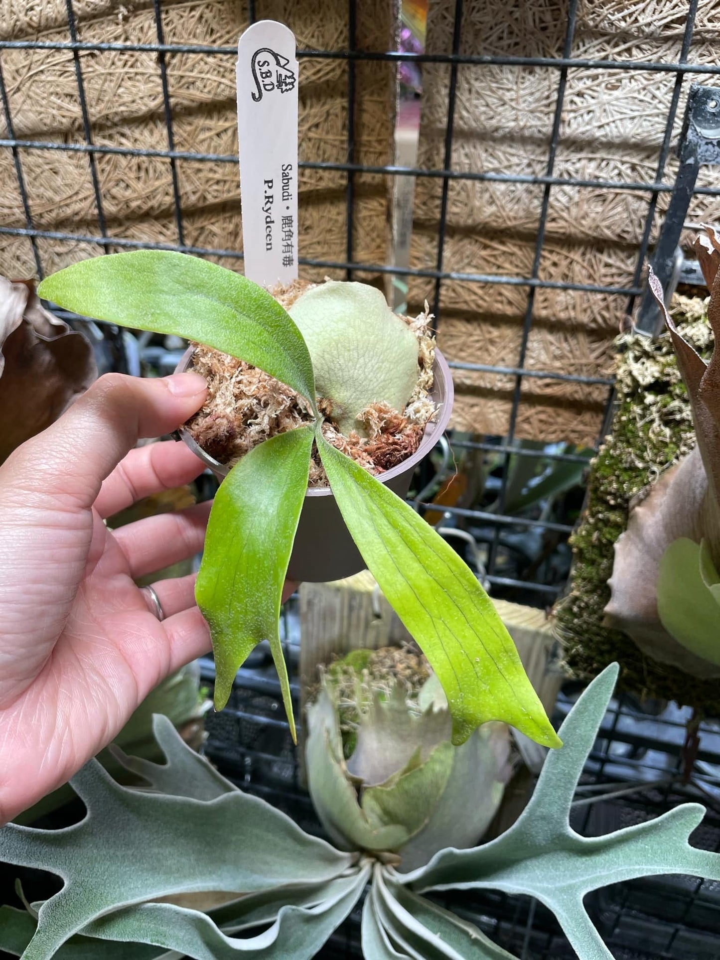 Platycerium Ryedeen pup