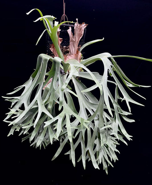 Platycerium Sansai Beauty pup