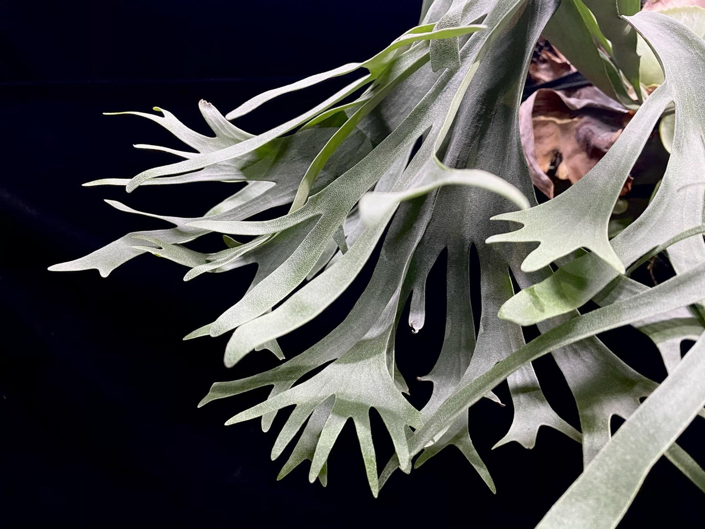 Platycerium Sansai Beauty pup