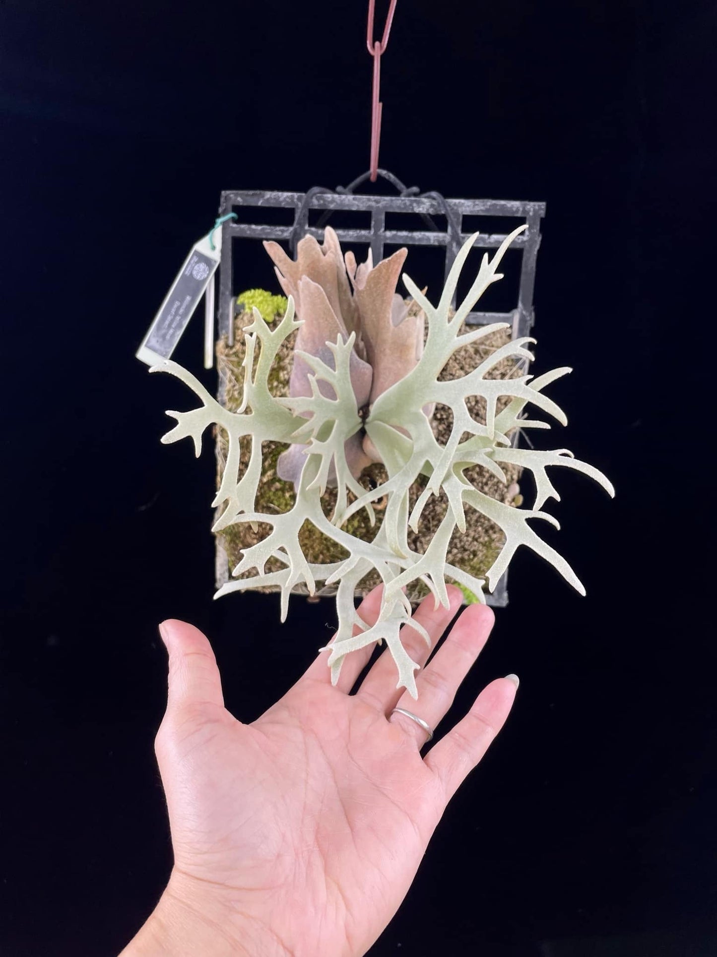 Platycerium Willinckii Yellow moon spore”Dwarf select “#12