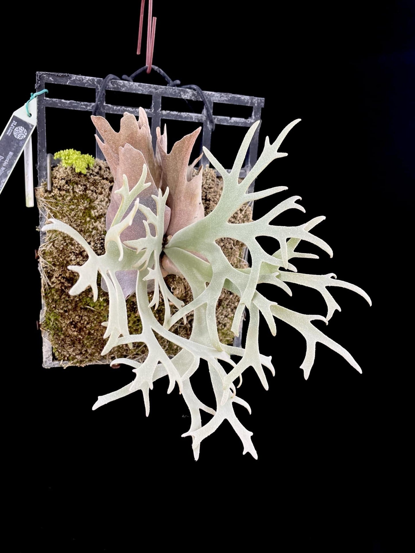 Platycerium Willinckii Yellow moon spore”Dwarf select “#12