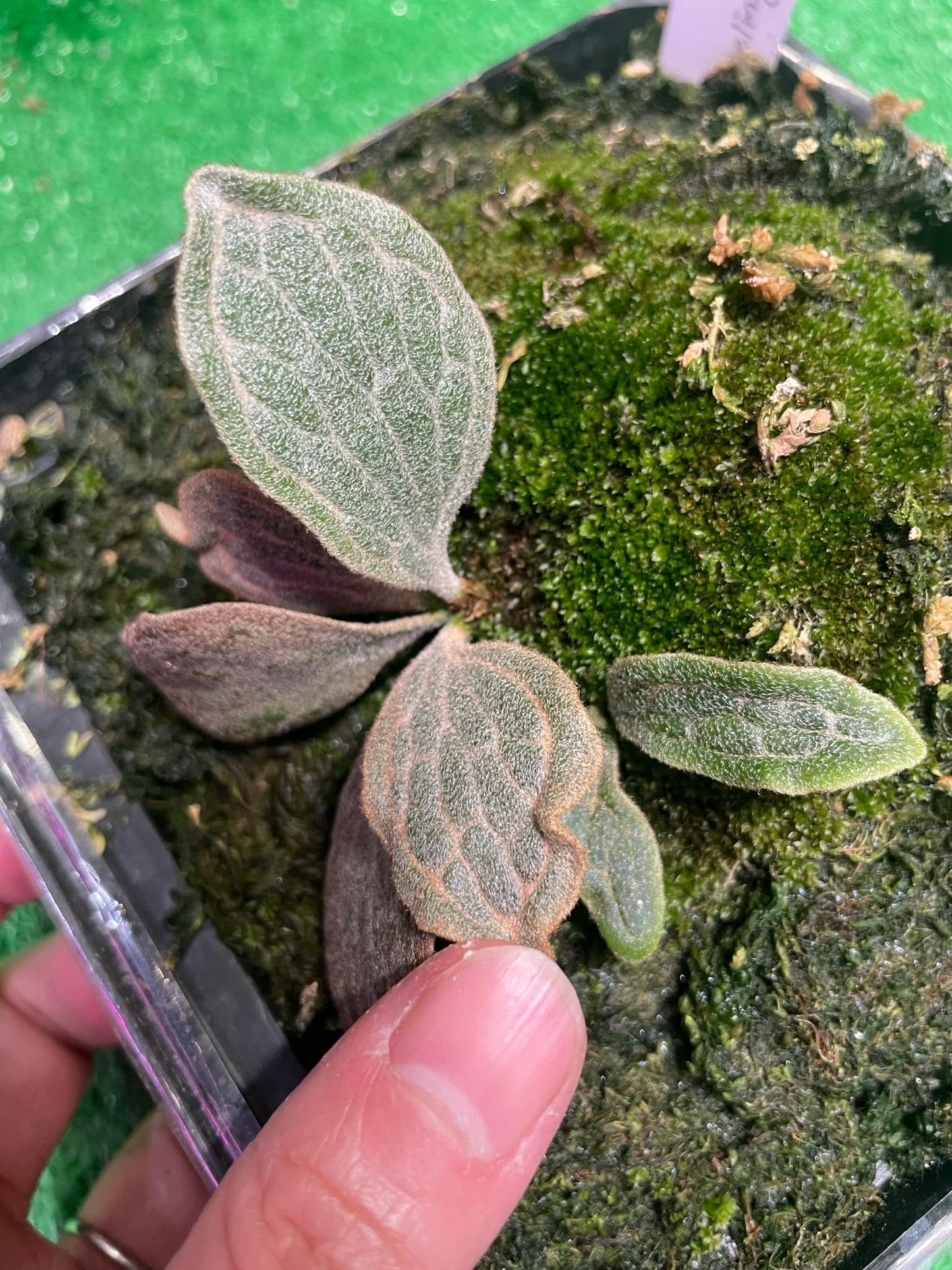 Platycerium Willinckii Watchara spore “Dwarf select “