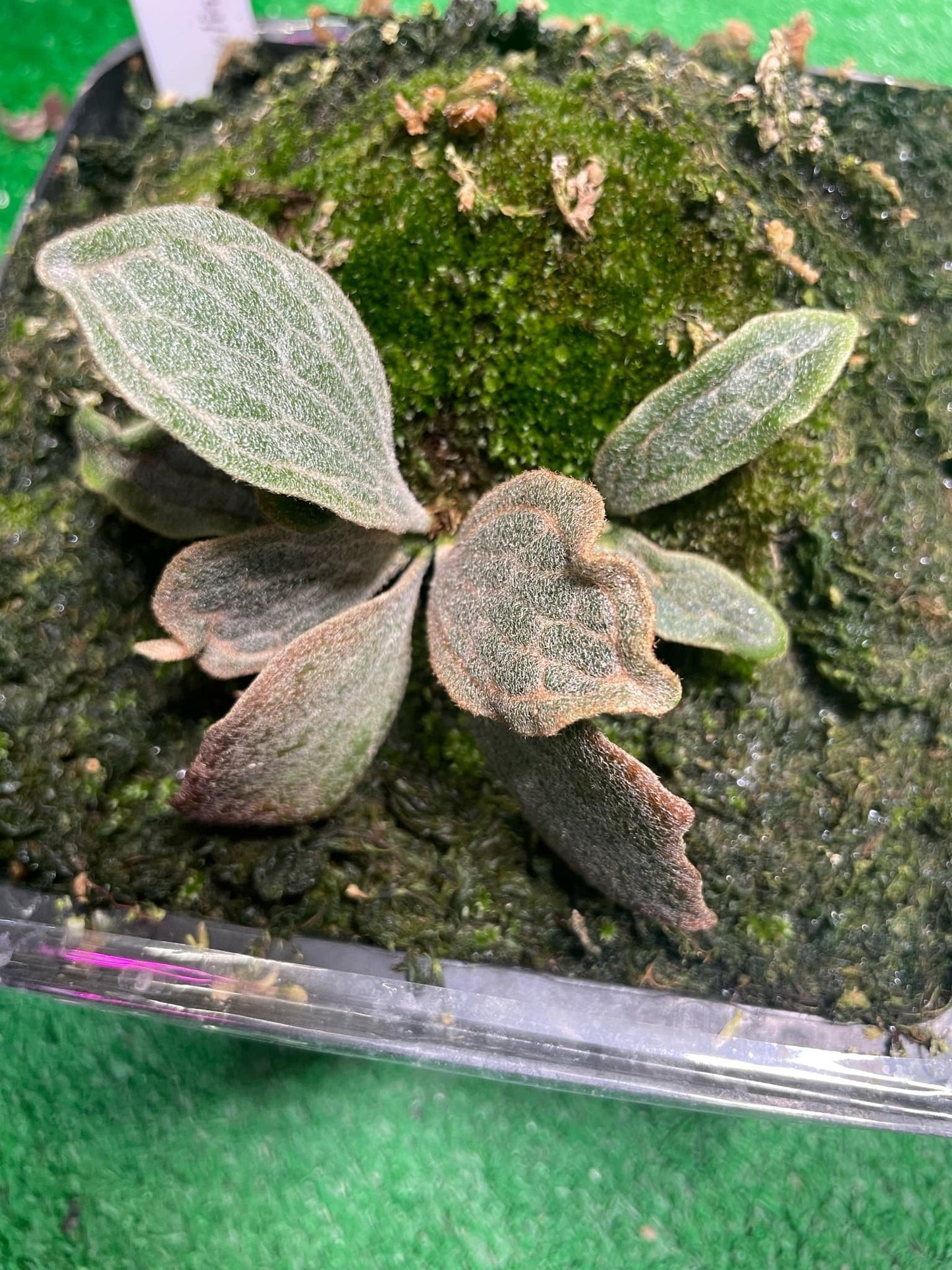 Platycerium Willinckii Watchara spore “Dwarf select “