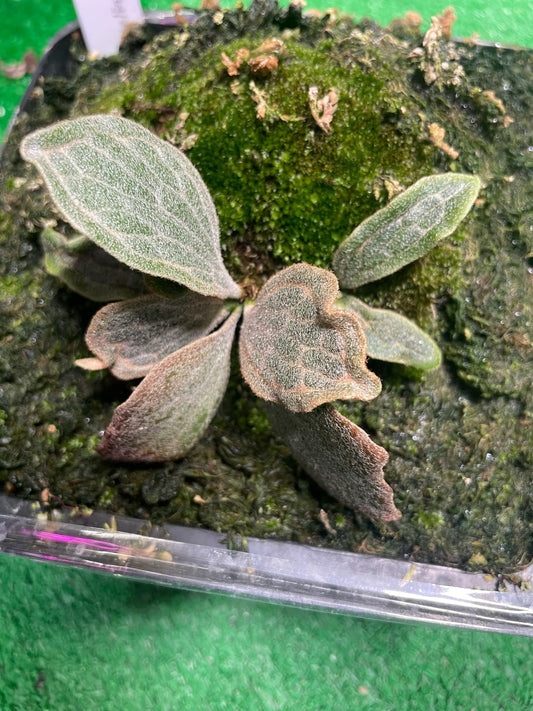 Platycerium Willinckii Watchara spore “Dwarf select “