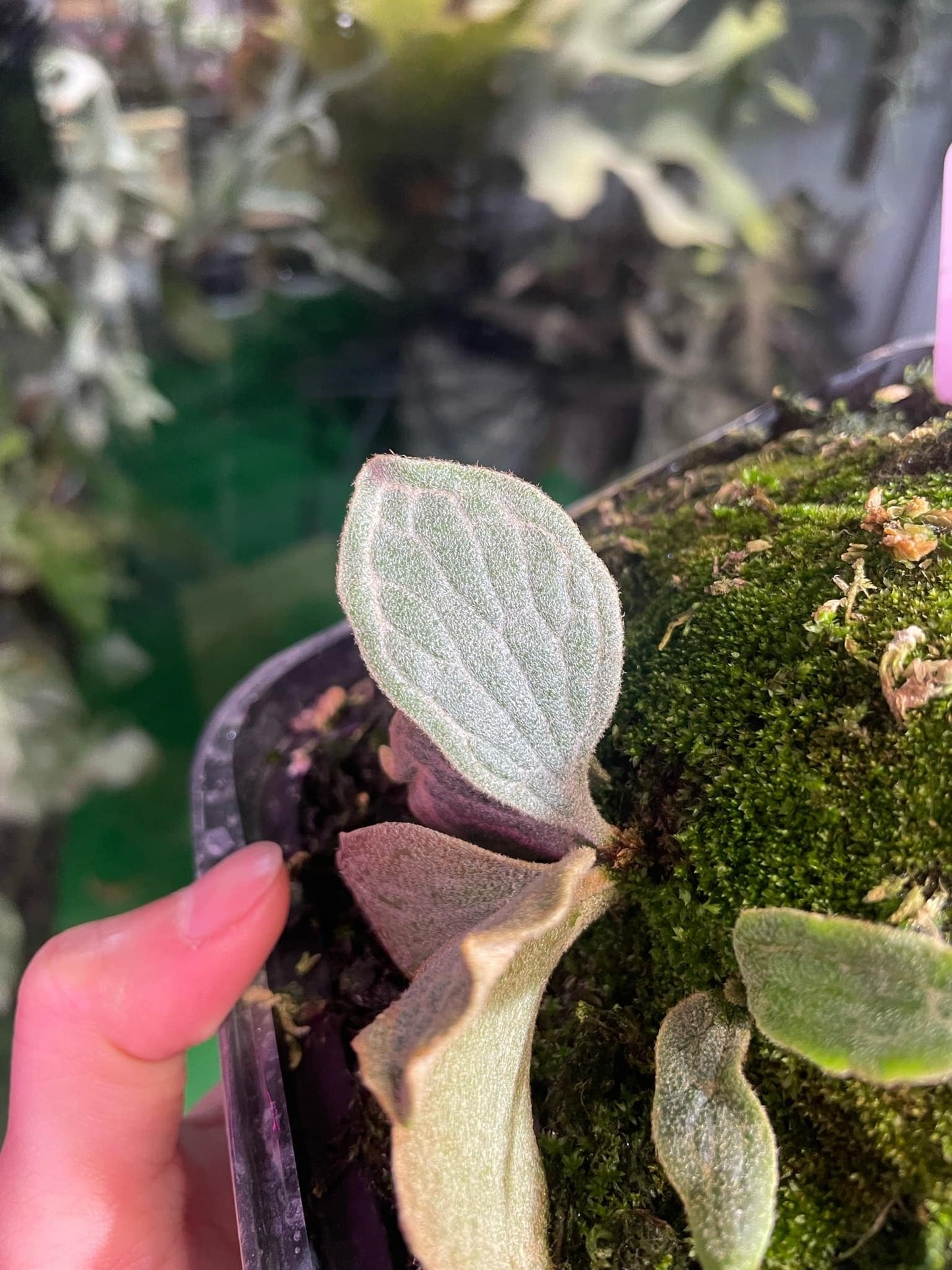 Platycerium Willinckii Watchara spore “Dwarf select “