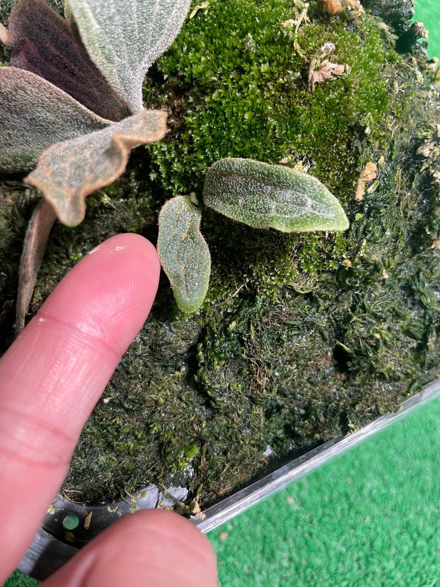 Platycerium Willinckii Watchara spore “Dwarf select “