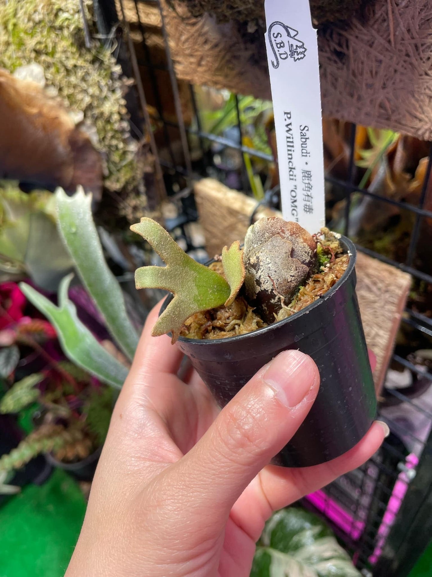 Platycerium Willinckii “OMG” pup