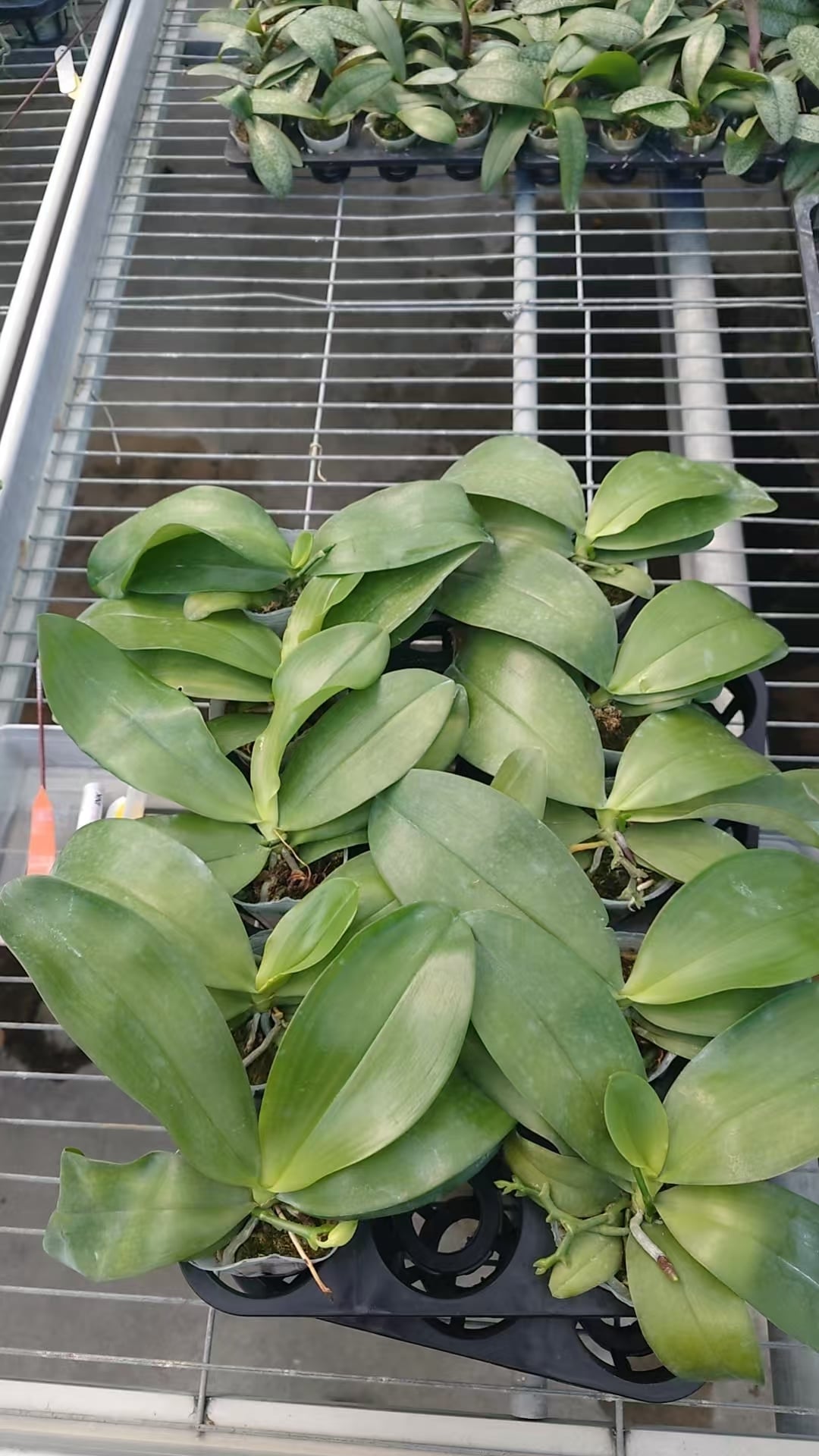 Phalaenopsis bellina 'Pink' x sib