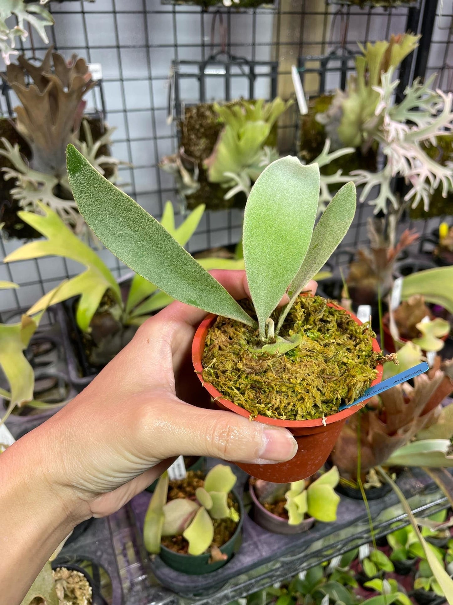 Platycerium Hakuna Matata pup