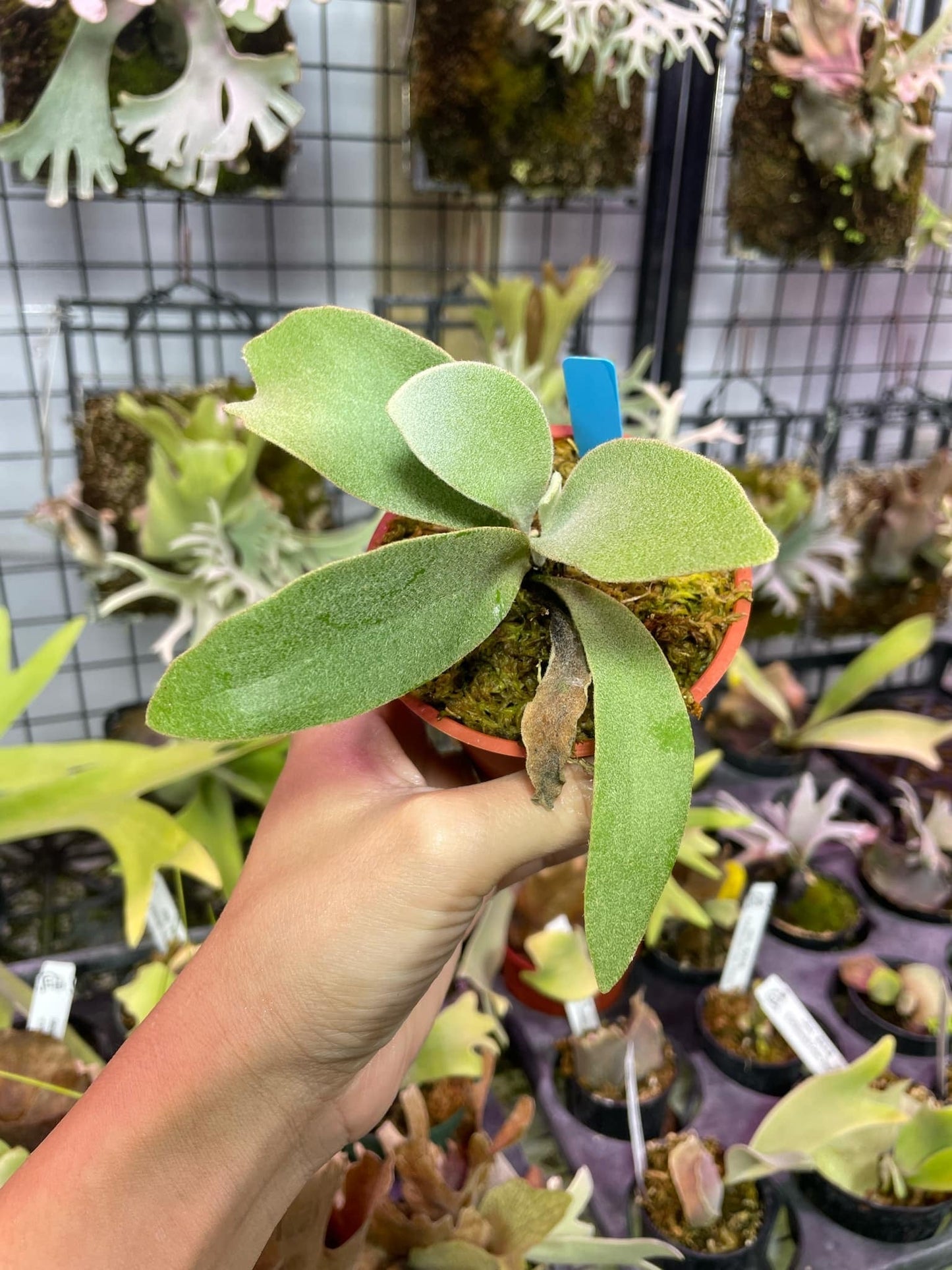 Platycerium Hakuna Matata pup