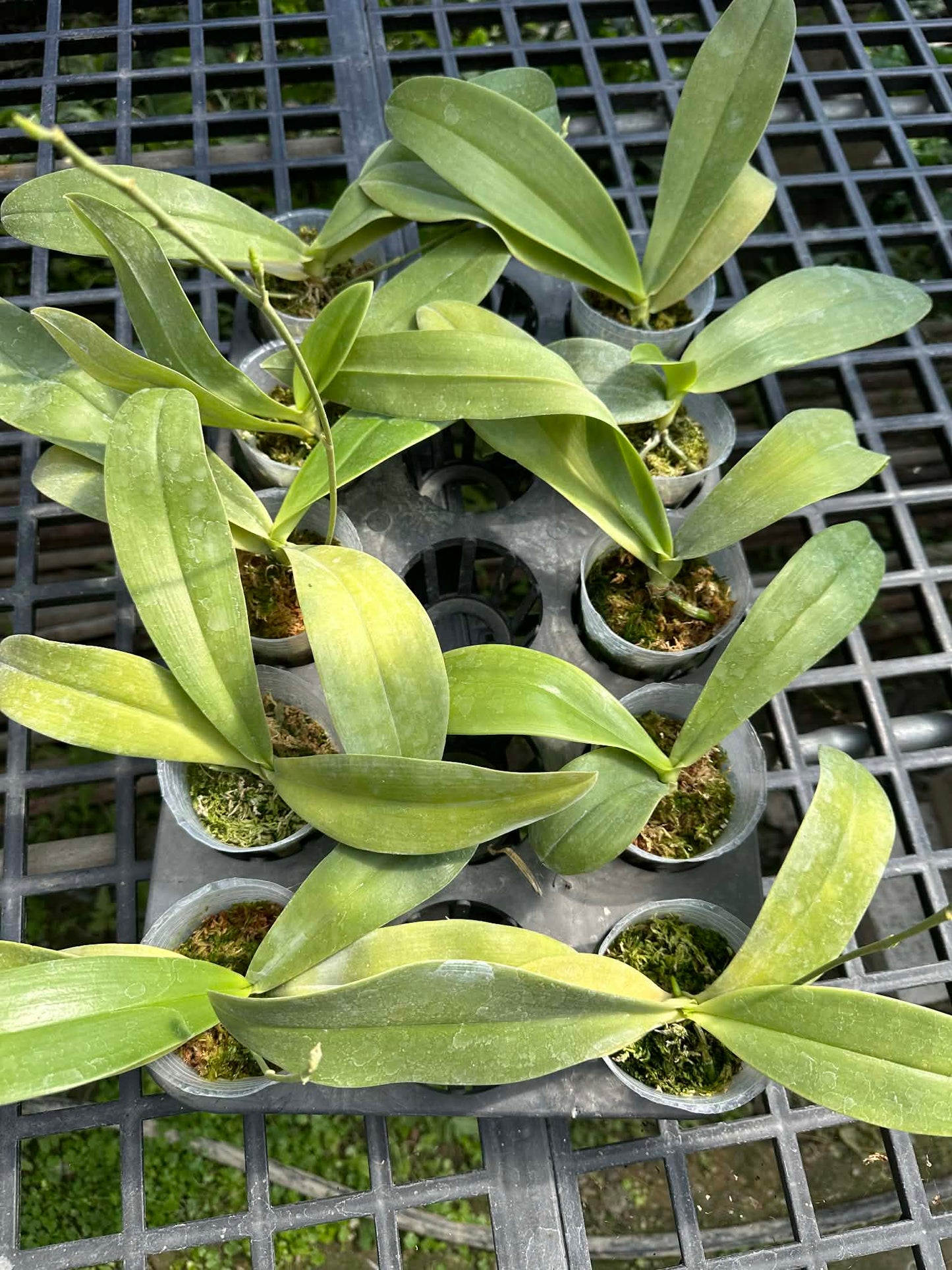 Young Phalaenopsis cochlearis x sib orchids in 2.5 inch pots with moss, perfect for indoor plant enthusiasts and rare orchid growers.