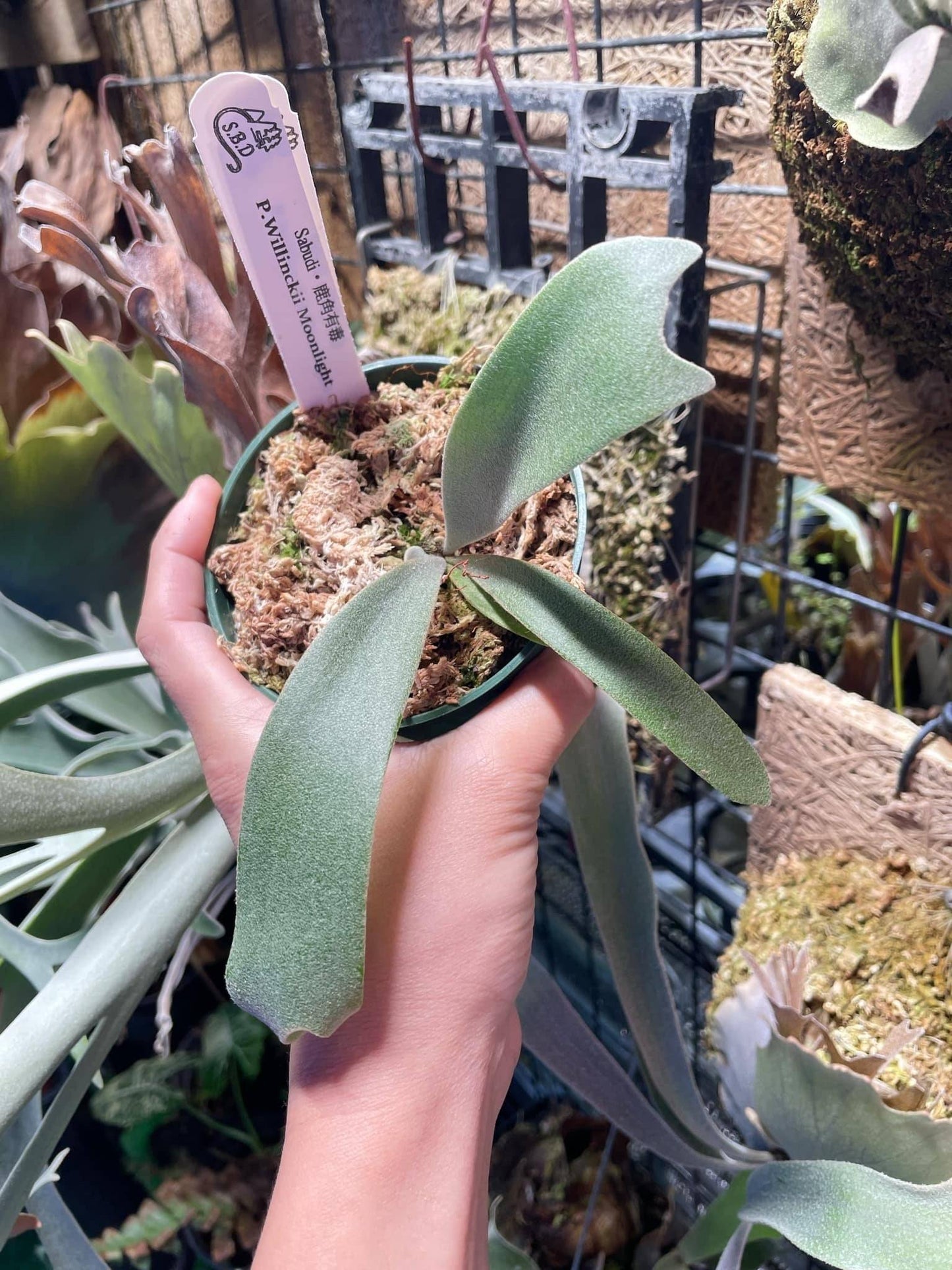 Young Platycerium Willinckii Moonlight pup in small pot, a rare collectible plant for home and garden enthusiasts, ready for propagation.