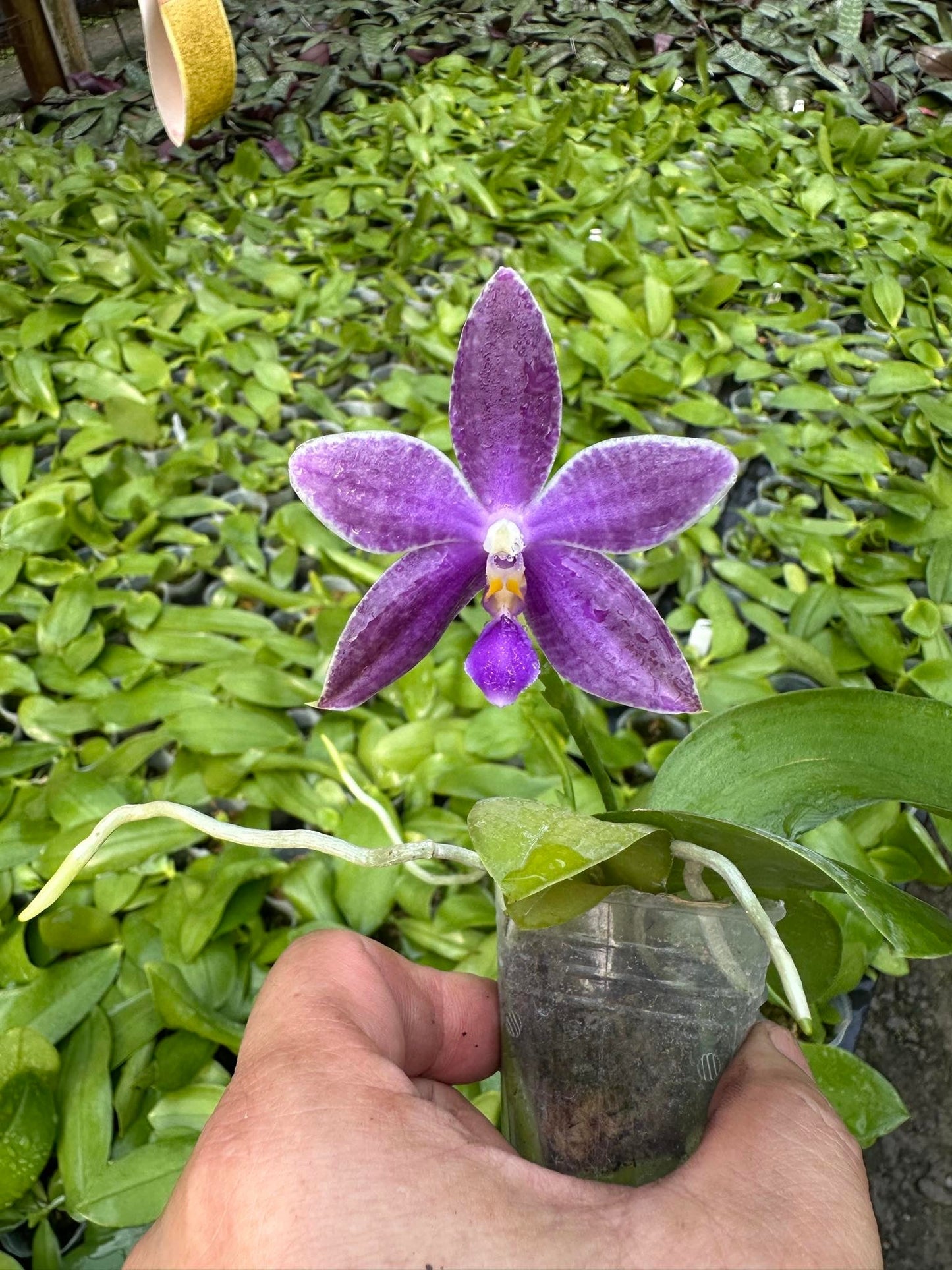 CA583 - Phal. Vinh Long Red Sun "Sapphire" x P. Yaphon Blue Jewel "Blue Jade"