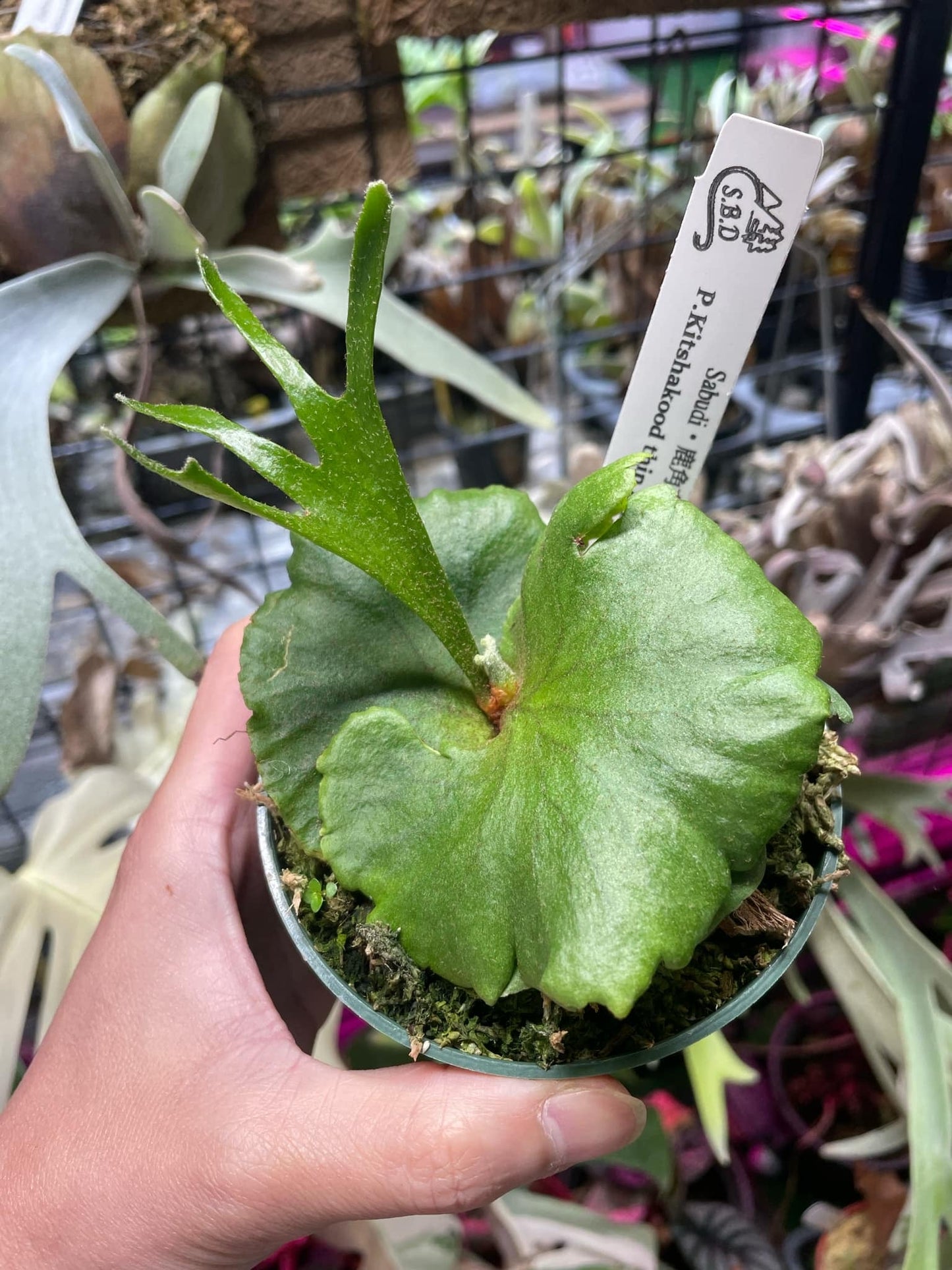 Platycerium Kitshakood thin & dwarf