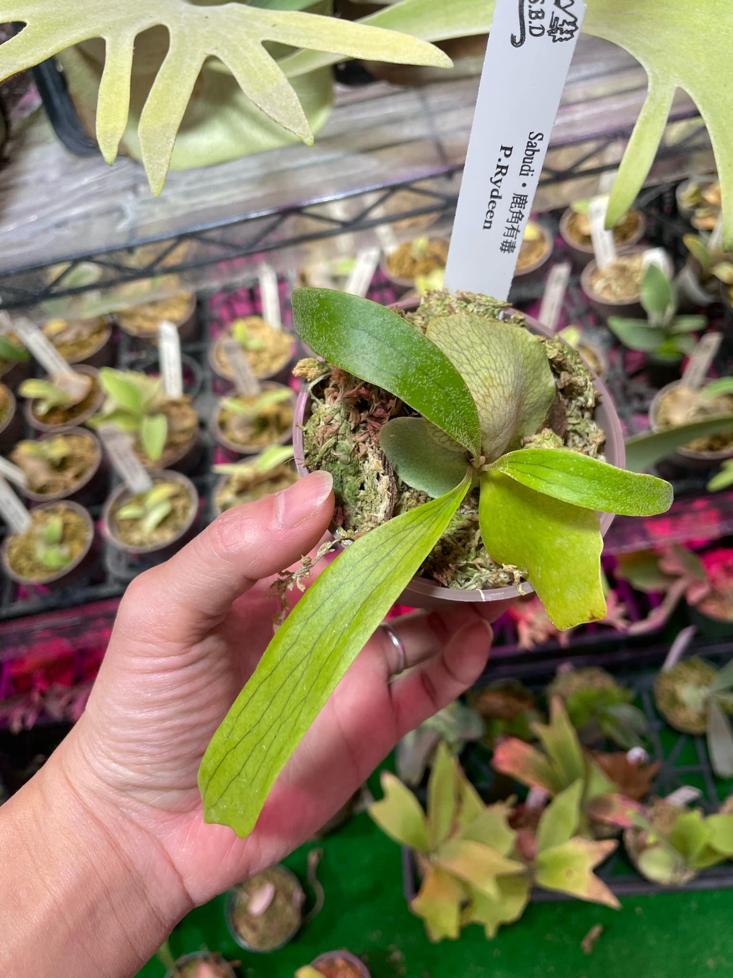 Platycerium Ryedeen pup